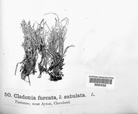 Cladonia furcata image